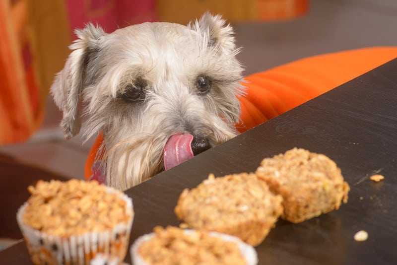 Keep pets away from holiday food