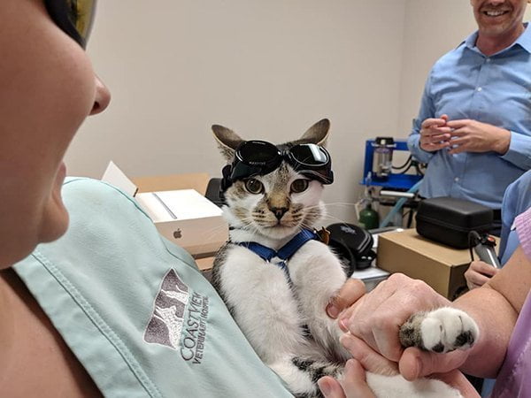 A white and brown cat being held by a team member and about to receive laser therapy. The cat has safety goggles on